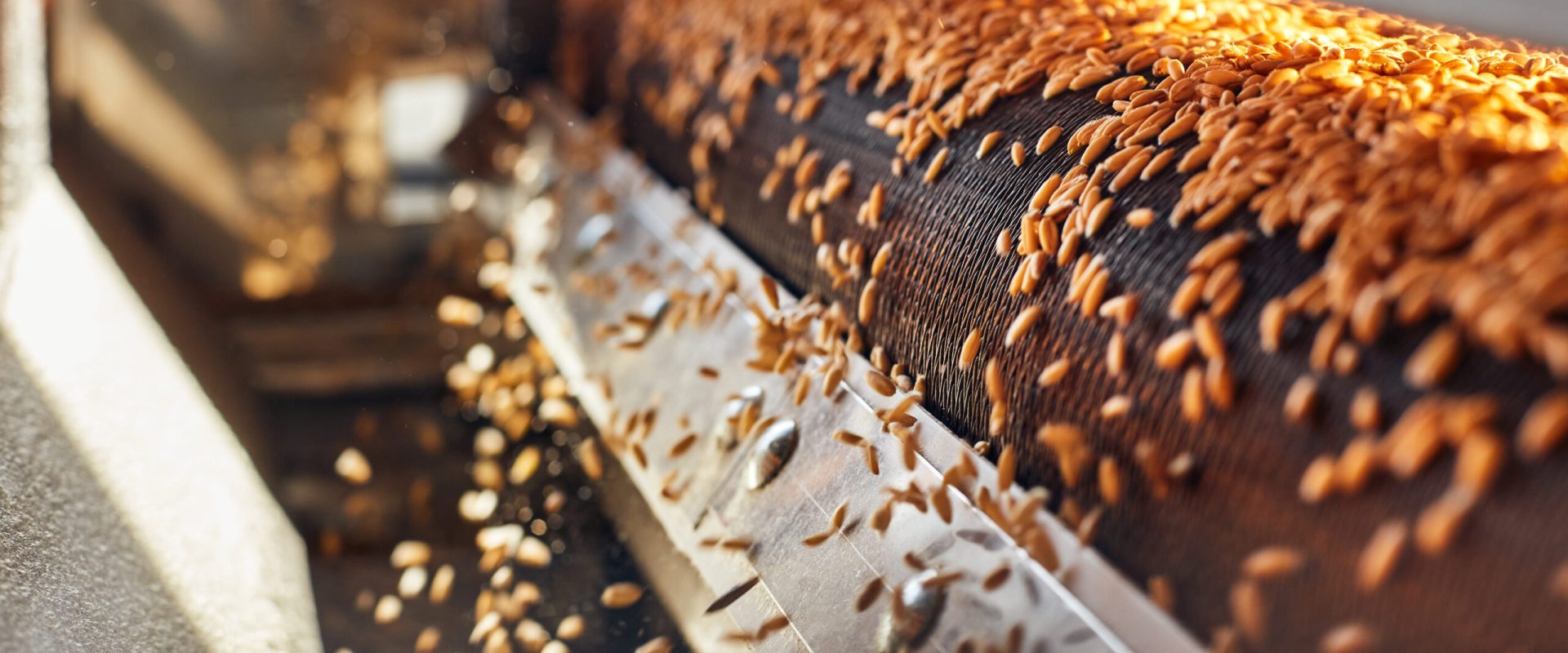 Process,Of,Machine,Drying,And,Antibacterial,Treatment,Of,Freshly,Picked